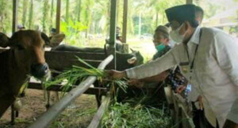 Bupati Tanjab Barat Tinjau Peternakan Sapi di Desa Adi Jaya