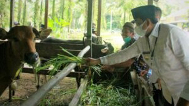 Bupati Tanjab Barat Tinjau Peternakan Sapi di Desa Adi Jaya