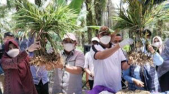 Bupati dan Wabup Panen Raya Jahe Merah di Desa Sungai Muluk