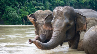 Tiga Betina Jinak Dikirim ke Tebo untuk Konservasi Gajah Jambi