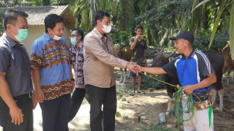 Kolaborasi SKK Migas - PetroChina dan WKS Bantu 12 Ekor Sapi di Tanjabtim
