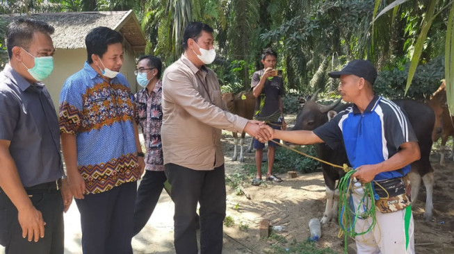 Kolaborasi SKK Migas - PetroChina dan WKS Bantu 12 Ekor Sapi di Tanjabtim