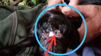 Anak Kambing Bermata Dajjal Bikin Heboh