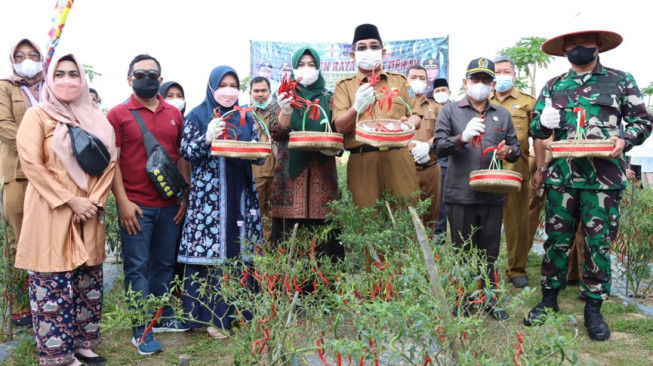 Bupati Tanjab Barat Panen Raya Cabai di Lubuk Terentang