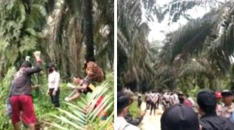 Petani Sawit KUD Harapan Baru Berharap Pemerintah Menyelesaikan Konflik Warga dengan PT.BBIP