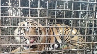 Bikin Warga Kampung Ketakutan, Seekor Harimau Akhirnya Ditangkap
