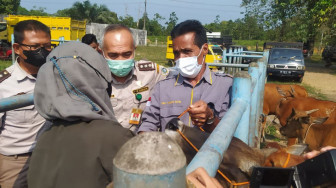 Disbunak Batanghari Susuri Penyakit Mulut dan Kuku Ternak