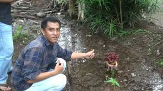 Bunga Raflesia Ternyata Bisa Tumbuh di Daerah Pantai