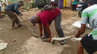 Ayam Warga Kuala Dendang Kerap Hilang, Ternyata Ini Sebabnya.....