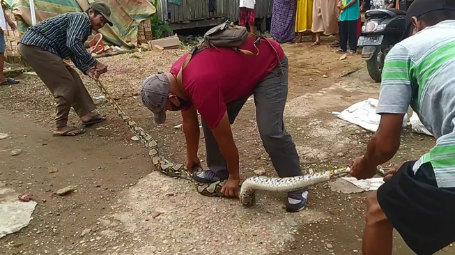 Ayam Warga Kuala Dendang Kerap Hilang, Ternyata Ini Sebabnya.....