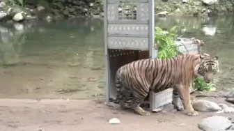 Hindari Perkawinan Sedarah, 2 Ekor Harimau Dilepasliarkan ke TNKS Kerinci