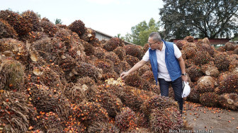 Stabilisasi Harga Migor, Mendag Zulhas Ajak Dialog Petani Sawit