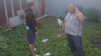 DPD Ormas Bidik Provinsi Jambi Korban 1 Sapi 2 Kambing