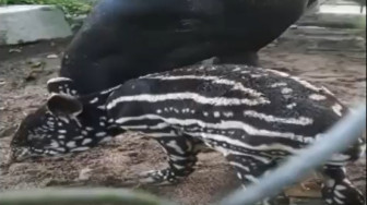 Bayi Tapir Lucu Penghuni Baru Kebun Binatang Taman Rimba