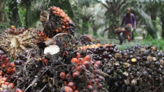 Harga Sawit di Jambi Turun Lagi