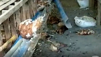 Beruang Mangsa Ternak, Warga Takut Manusia Jadi Korban Berikutnya