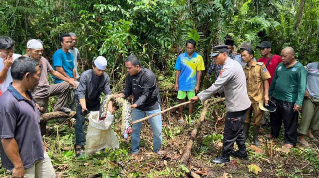 Sempat Hilang, Nenek Zahra  Ditelan Ular Piton di Desa Terjun Gajah.