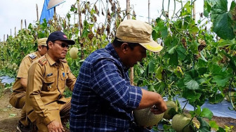 Bupati Tanjungjabung Timur Apresiasi Petani Melon di Dendang
