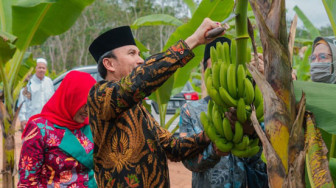 Edi Purwanto Panen Pisang Cavendish di Ponpes Irsyadul 'Ibad
