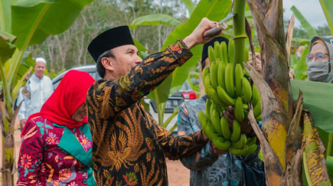 Edi Purwanto Panen Pisang Cavendish di Ponpes Irsyadul 'Ibad
