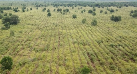 SKK Migas – PetroChina Hijaukan Ratusan Hektar Hutan Gambut dan Hutan Kota