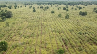 SKK Migas – PetroChina Hijaukan Ratusan Hektar Hutan Gambut dan Hutan Kota