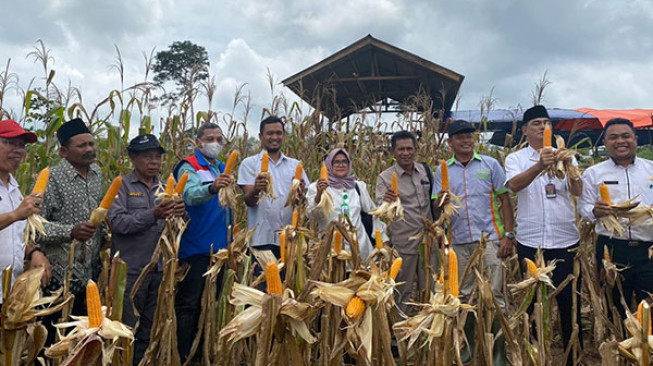 Wujudkan Ketahanan Pangan, Kelompok Tani Binaan SKK Migas - Pertamina EP Jambi Field Panen Raya Jagung