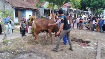 Warga Blok C Perumahan Aurduri Kurban 6 Sapi 6 Kambing, Alumni Ponpes Darul Mustofa Yaman Isi Khutbah Idul Adha