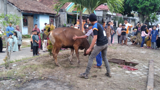 Warga Blok C Perumahan Aurduri Kurban 6 Sapi 6 Kambing, Alumni Ponpes Darul Mustofa Yaman Isi Khutbah Idul Adha