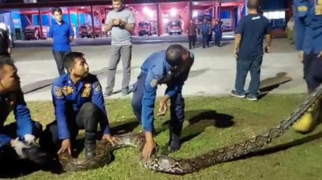 Ular Sepanjang 6 Meter Bersarang di Saluran Air, Warga Kenali Asam Heboh