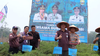 Pj Bupati Muaro Jambi Bachyuni Deliansyah Panen Cabai Merah, Program Mengendalikan Inflasi yang Sukses.