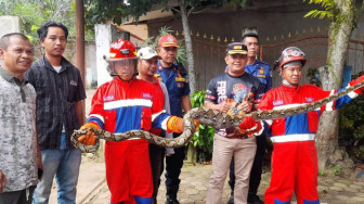 Ular Piton Sepanjang 2,5 Meter Ditangkap di Kandang Ayam Warga