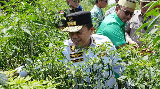 Al Haris Panen Cabai di Desa Tidar Kuranji