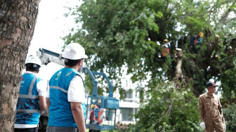 Kolaborasi Dengan Pemda, PLN Muara Enim Eksekusi Pohon Penyebab Gangguan