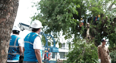 Kolaborasi Dengan Pemda, PLN Muara Enim Eksekusi Pohon Penyebab Gangguan