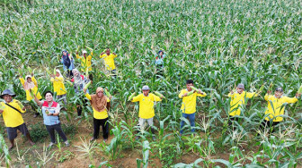 Sukses Panen Jagung dan Tomat, Petani Binaan Pertamina EP Jambi Field Siap Garap Lahan Lebih Luas