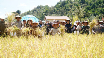 Gubernur Al Haris: Pemprov dan Pemkab Bersinergi Benahi Sistem Pertanian Agar Hasil Meningkat