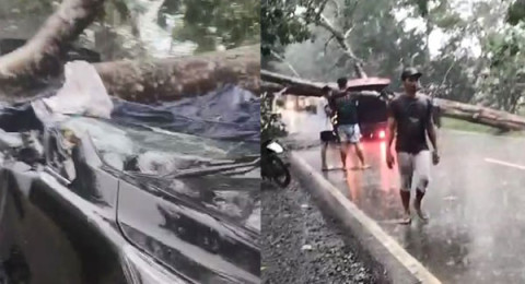Mobil Ditimpa Pohon, Anggota Polres Tanjabtim Tewas