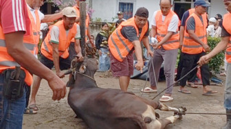 53 Warga Blok C Perumahan Aurduri Berqurban 7 Sapi 4 Kambing
