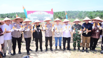 Dukung Swasembada Pangan Nasional, Polda Jambi Gelar Panen Raya Jagung Kuartal II
