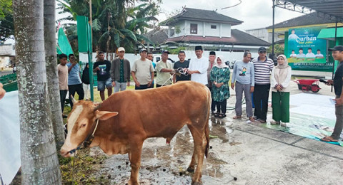 DPW PKB Provinsi Jambi Kurban Tiga Sapi, Elpisina: Kontribusi Nyata PKB