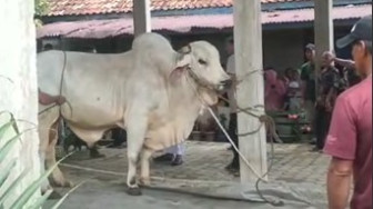 Fadhil Arif Serahkan Satu Ekor Sapi Qurban ke Masjid Jami’ Baiturrahim Pasar Terusan