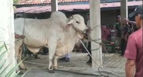 Fadhil Arif Serahkan Satu Ekor Sapi Qurban ke Masjid Jami’ Baiturrahim Pasar Terusan