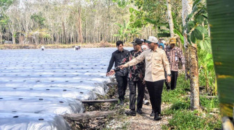 Bupati Sarolangun Hurmin Tanam Cabe Merah Bersama Poktan Bina Jaya Desa Payo Lebar