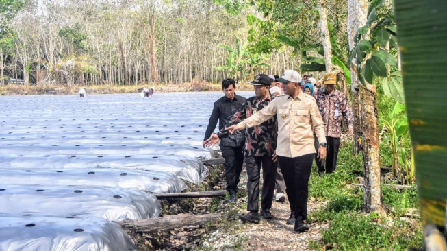 Bupati Sarolangun Hurmin Tanam Cabe Merah Bersama Poktan Bina Jaya Desa Payo Lebar