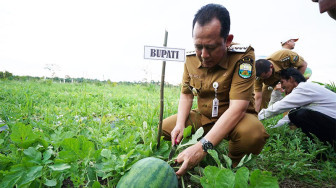 Panen Raya Semangka, Bupati Muaro Jambi Minta Semua Bersinergi Capai Ketahanan Pangan