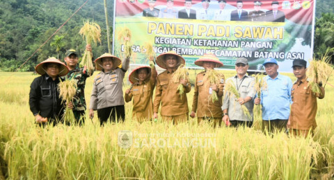 Bupati Sarolangun Hadiri Panen Raya di Sungai Bemban Kecamatan Batang Asai