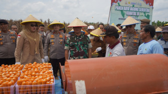 Panen Raya Jagung Serentak di Tanjab Timur, Danrem 042/Gapu Tegaskan Komitmen Ketahanan Pangan