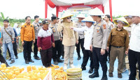 Bupati Dillah Panen Raya Jagung di Dusun Sidodadi, Pemkab Tanjabtim Siap Bantu Petani