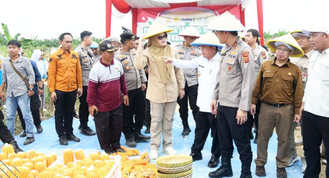 Bupati Dillah Panen Raya Jagung di Dusun Sidodadi, Pemkab Tanjabtim Siap Bantu Petani